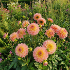 Dahlie 'Princess Elisabeth' - 4 Stück - LumiBlumi