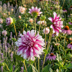 Dahlie 'Radegast' - 4 Stück - LumiBlumi