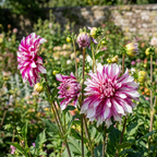 Dahlie 'Radegast' - 4 Stück - LumiBlumi