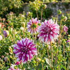 Dahlie 'Radegast' - 4 Stück - LumiBlumi