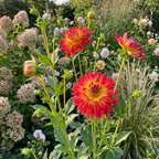 Dahlie 'Rainbow Silence' - 4 Stück - LumiBlumi