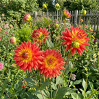 Dahlie 'Rainbow Silence' - 4 Stück - LumiBlumi