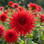 Dahlie 'Red pigmy' - 4 Stück - LumiBlumi