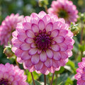 Dahlie 'Romantica' - 4 Stück - LumiBlumi