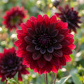 Dahlie 'Sam Hopkins' - 25 Stück - LumiBlumi