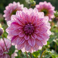 Dahlie 'Santander' - 10 Stück - LumiBlumi