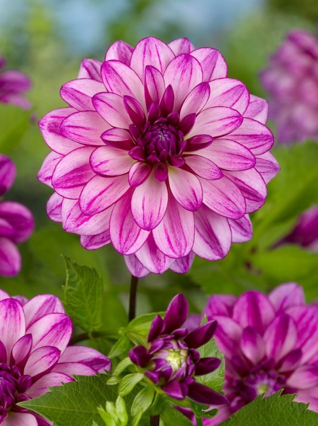 Dahlien Seduction