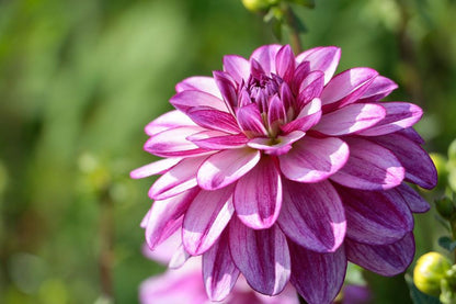Dahlia 'Seduction' - Dahlie - LumiBlumi