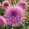 Dahlie 'Sir Alf Ramsey' - 10 Stück - LumiBlumi