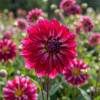 Dahlie 'Smiling Don' - 4 Stück - LumiBlumi
