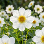 Dahlie 'Sneezy' - 4 Stück - LumiBlumi