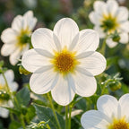 Dahlie 'Sneezy' - 4 Stück - LumiBlumi