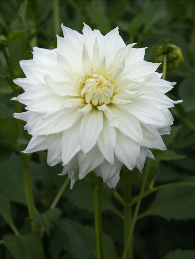 Dahlien Snowbound