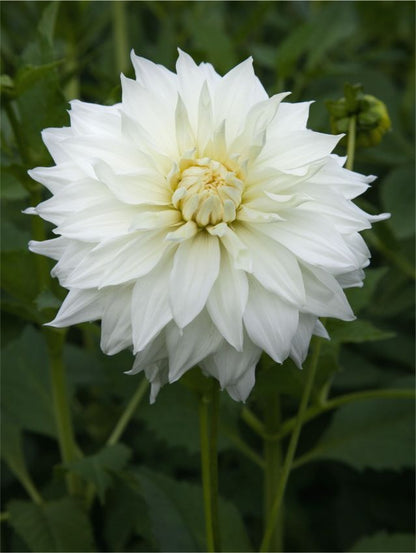 Dahlien Snowbound
