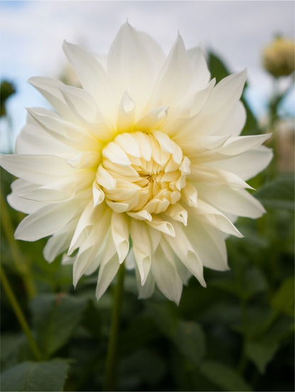 Dahlia 'Snowbound' - Dahlie - LumiBlumi