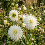 Dahlie 'Snowbound' - 4 Stück - LumiBlumi