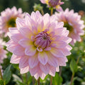 Dahlie 'Strawberry Ice' - 10 Stück - LumiBlumi