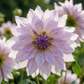 Dahlie 'Taiheiyo' - 4 Stück - LumiBlumi