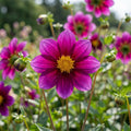Dahlia 'Topmix Purple' - Dahlie - LumiBlumi