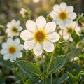 Dahlia 'Bambino Topmix White' - Dahlie - LumiBlumi