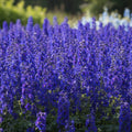 Rittersporn 'Magic Fountains Blue Dark Bee' - 5 Stück - LumiBlumi