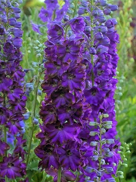 Rittersporn Delphinium magic fountains dark bee