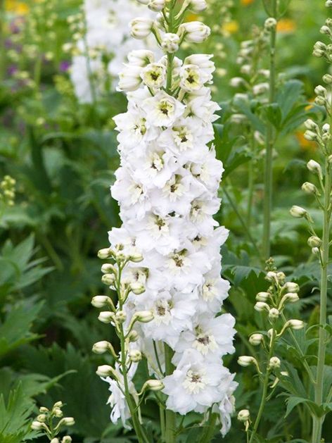 Rittersporn Delphinium magic fountains pure white