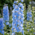 Rittersporn 'Magic Fountains Sky Blue White Bee' - 5 Stück - LumiBlumi