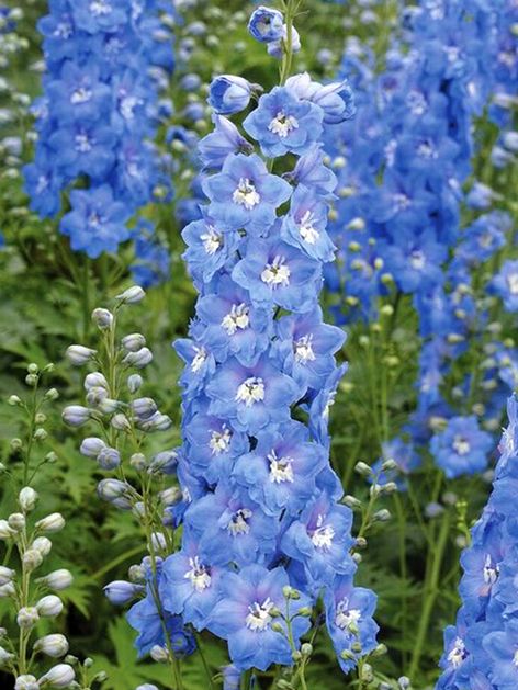 Rittersporn Delphinium magic fountains white bee