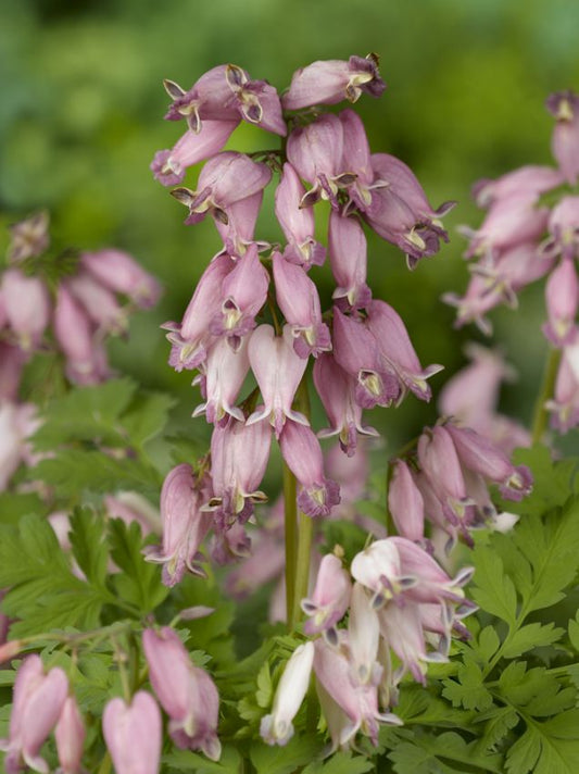 Herzblume Dicentra formosa luxuriant