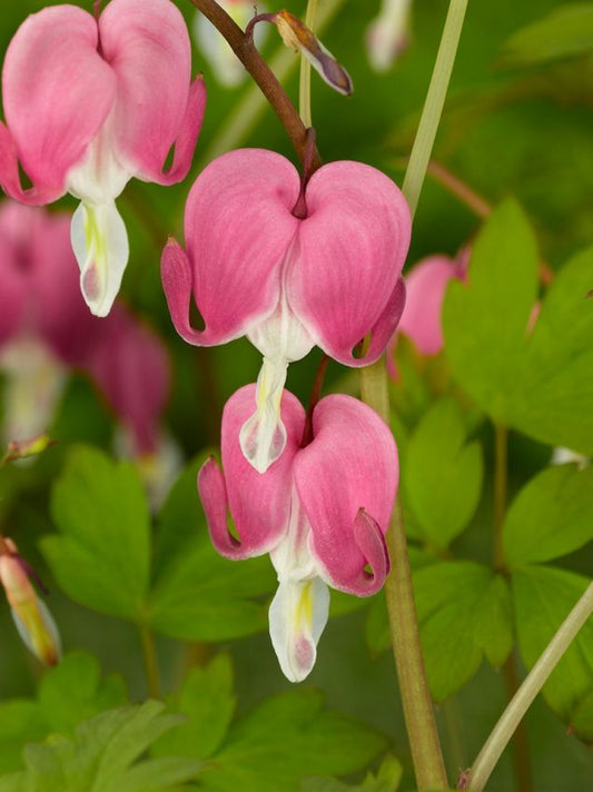 Herzblume Dicentra spectabilis