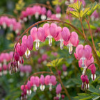 Herzblume Dicentra spectabilis - 4 Stück - LumiBlumi