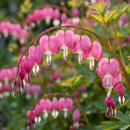 Herzblume Dicentra spectabilis - 4 Stück - LumiBlumi