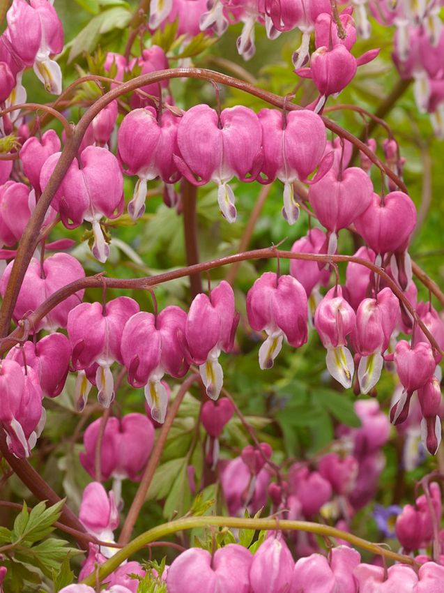 Dicentra 'Spectabilis' - Herzblume, Tränendes Herz