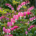 Herzblume Dicentra spectabilis - 4 Stück - LumiBlumi