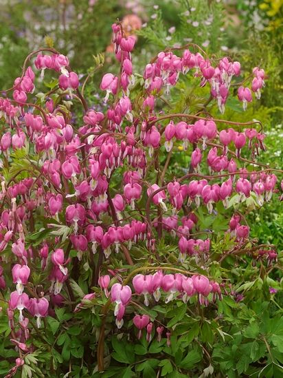 Dicentra 'Spectabilis' - Herzblume, Tränendes Herz