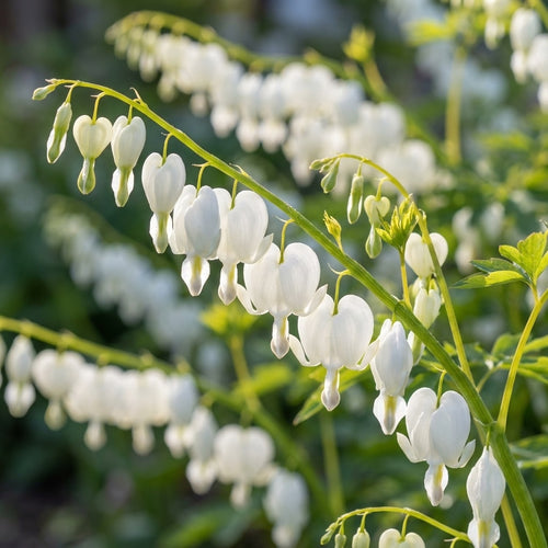 Herzblume Dicentra spectabilis 'Alba' - 4 Stück - LumiBlumi