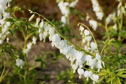 Herzblume Dicentra spectabilis alba