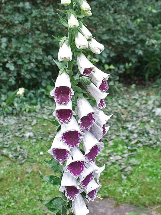 Stauden Digitalis pam's choice purpurea