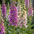 Fingerhut 'Purpurea Mixed' - 3 Stück - LumiBlumi