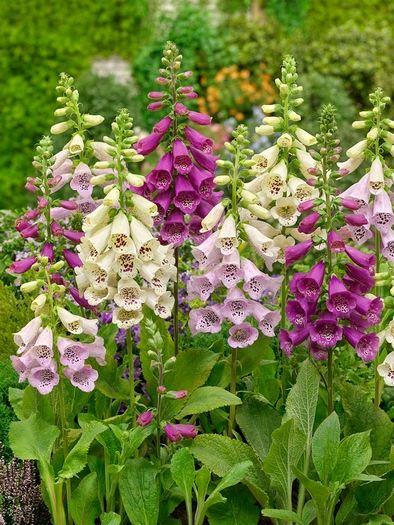Stauden Digitalis purpurea mixed