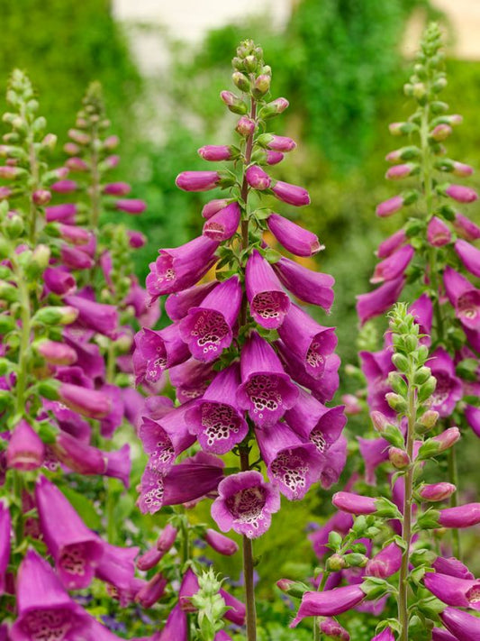 Stauden Digitalis rose virtuosa purpurea