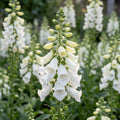 Fingerhut 'White Virtuosa Purpurea' - 3 Stück