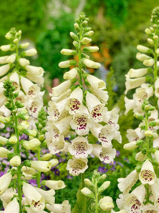 Stauden Digitalis cream virtuosa purpurea