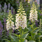 Fingerhut 'Cream Virtuosa Purpurea' - 10 Stück