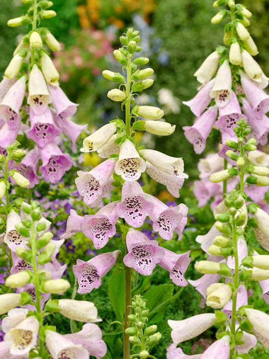 Stauden Digitalis lavender virtuos purpurea