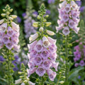 Fingerhut 'Lavender Virtuos Purpurea' - 3 Stück