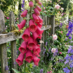 Fingerhut 'Virtuoso Red Purpurea' - 10 Stück - LumiBlumi
