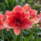 Ritterstern (Amaryllis) 'Double Dream' - 1 Stück - LumiBlumi