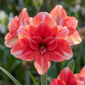 Ritterstern (Amaryllis) 'Double Dream' - 1 Stück - LumiBlumi